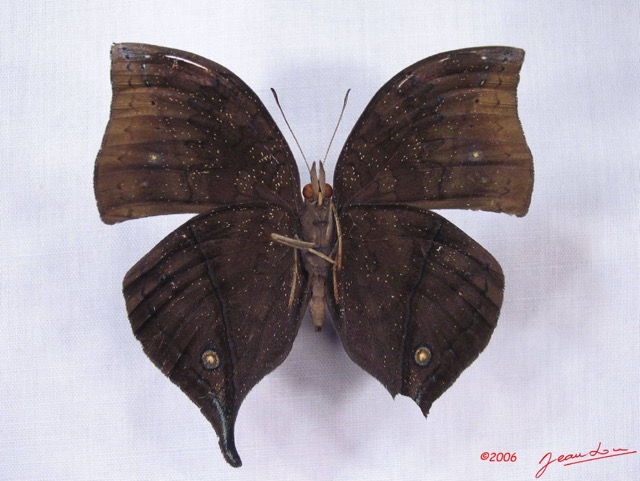 012 Lepidoptera (FV) Nymphalidae Nymphalinae Junonia cymodoce m IMG_3029WTMK.JPG