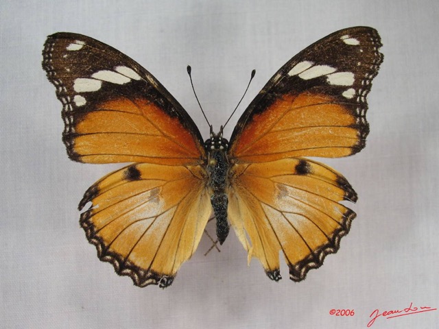 013 Lepidoptera (FD) Nymphalidae Nymphalinae Hypolimnas misippus f IMG_3632WTMK.JPG
