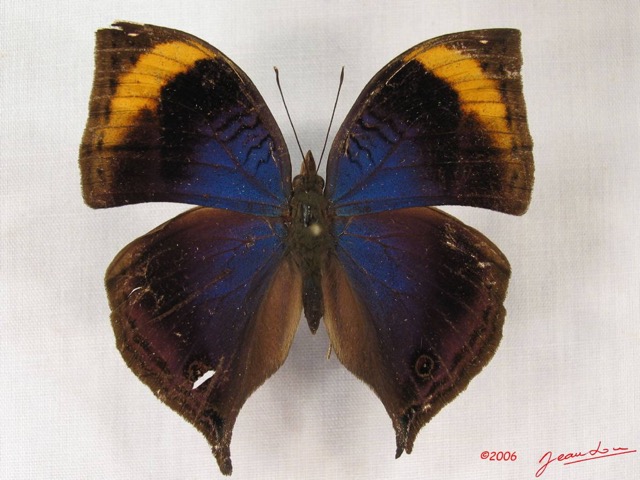 015 Lepidoptera (FD) Nymphalidae Nymphalinae Junonia cymodoce m IMG_3706WTMK.JPG