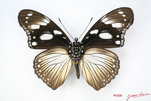 026 Lepidoptera (FV) Nymphalidae Nymphalinae Hypolimnas anthedon Dubius f IMG_1689WTMK.JPG