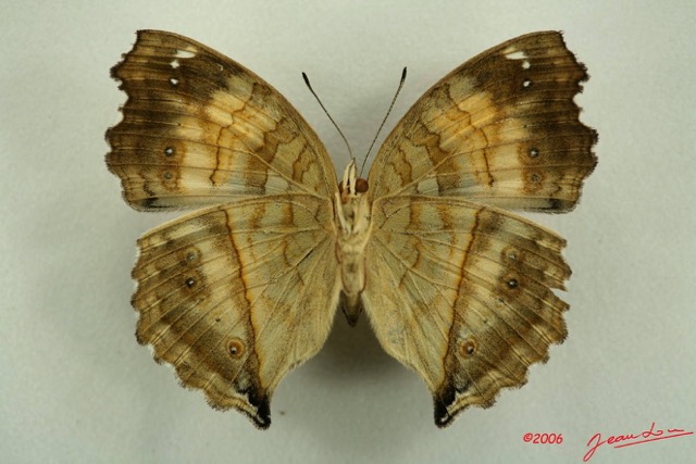 030 Lepidoptera (FV) Nymphalidae Nymphalinae Junonia terea m IMG_3130WTMK.JPG