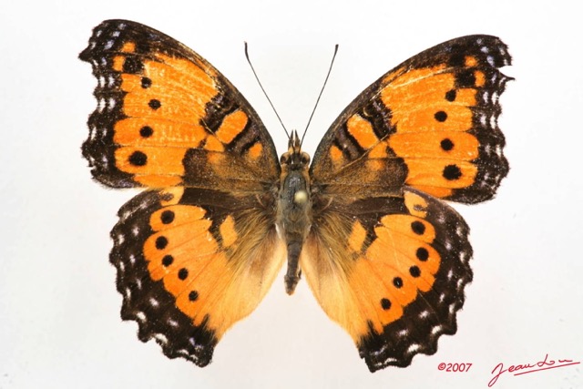 035 Lepidoptera (FD) Nymphalidae Nymphalinae Junonia octavia m 7IMG_5050WTMK.JPG