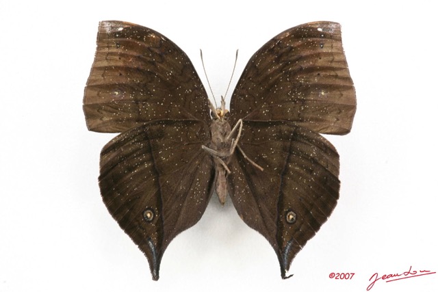 038 Lepidoptera (FV) Nymphalidae Nymphalinae Junonia cymodoce m 7IMG_5083WTMK.JPG