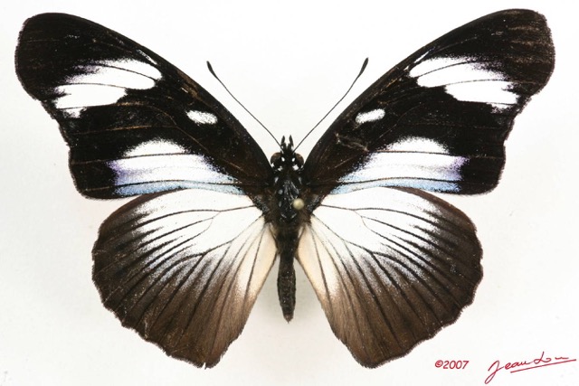 039 Lepidoptera (FD) Nymphalidae Nymphalinae Hypolimnas dubius f 7IMG_6603WTMK.JPG