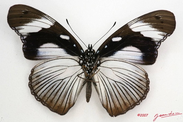 040 Lepidoptera (FV) Nymphalidae Nymphalinae Hypolimnas dubius f 7IMG_6607WTMK.JPG