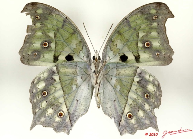 068 Lepidoptera 102d (FV) Nymphalidae Nymphalinae Protogoniomorpha parkassus m 10E5K2IMG_59450wtmk.jpg