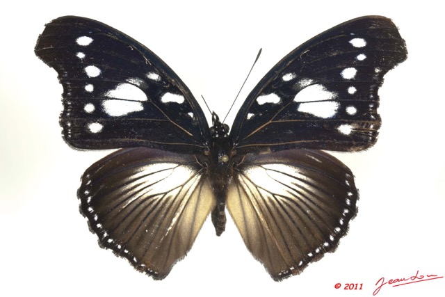 069 Lepidoptera 108c (FD) Nymphalidae Nymphalinae Hypolimnas dinarcha 11E5K2IMG_66291wtmk.jpg