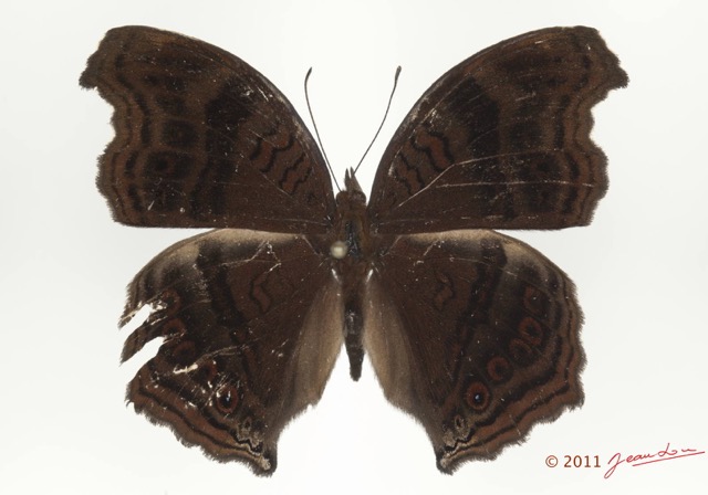 075 Lepidoptera 116b (FD) Nymphalidae Nymphalinae Junonia stygia m 11E5K2IMG_72835wtmk.jpg