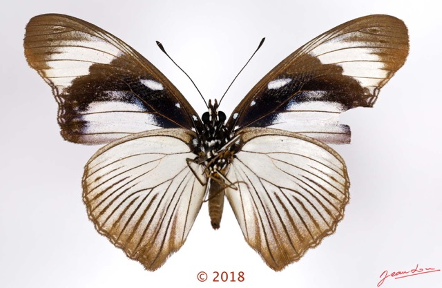 082 Lepidoptera 140d (FV) Nymphalidae Nymphalinae Hypolimnas anthedon anthedon M 18E5K3IMG_180211126271_DxOawtmk.jpg