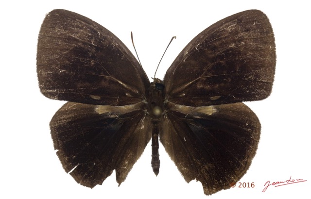 051 Lepidoptera 130c (FD) Nymphalidae Satyrinae Bicyclus sandace m 16E5K3IMG_119292wtmk.jpg