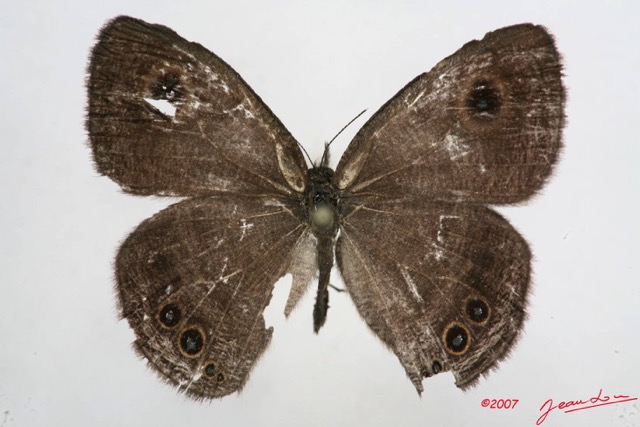 021 Lepidoptera (FD) Nymphalidae Satyrinae Ypthima itonia m 7IMG_5691WTMK.JPG