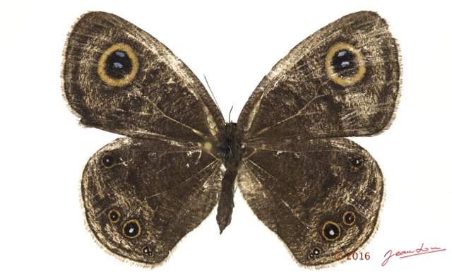 047 Lepidoptera 128a (FD) Nymphalidae Satyrinae Yphtima doleta 16E5K3IMG_119013wtmk.jpg