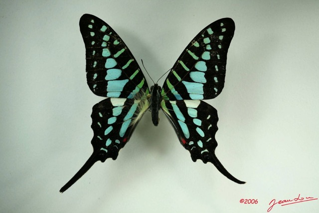 031 Lepidoptere (FD) Papilionidae Graphium policenes IMG_3228WTMK.JPG