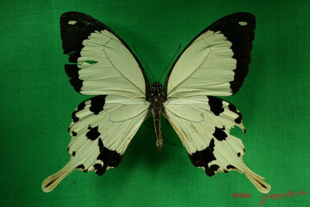 035 Lepidoptere (FD) Papilionidae Papilio dardanus m IMG_3240WTMK.JPG