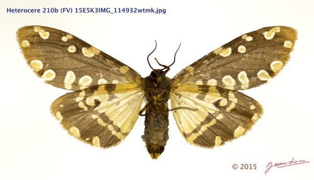 012 Heterocera 210b (FV) 15E5K3IMG_114932wtmk.jpg