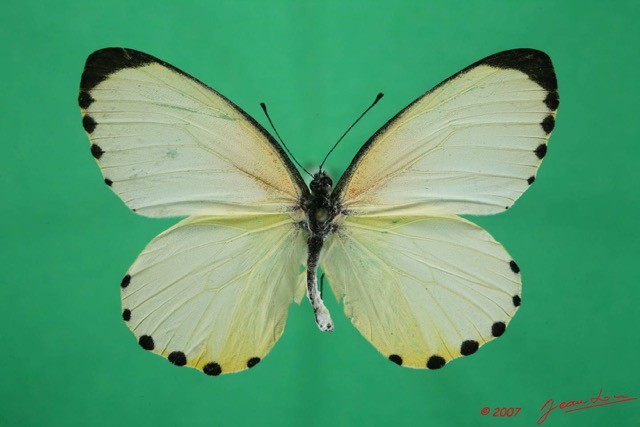 061 Lepidoptera (FD) Pieridae Mylothris chloris 7EIMG_2056WTMK.JPG