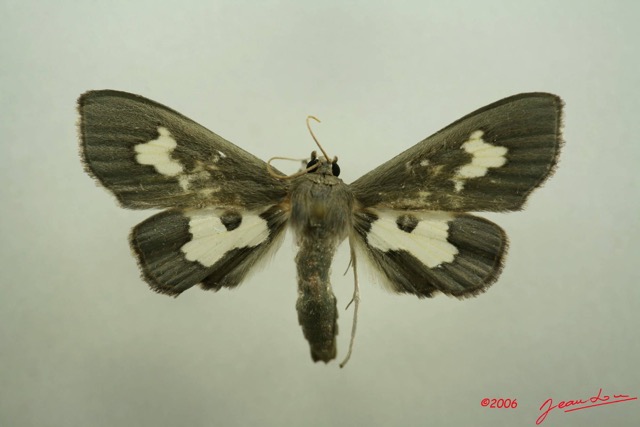 009 Heterocera (FD) Pyralidae IMG_3068WTMK.JPG