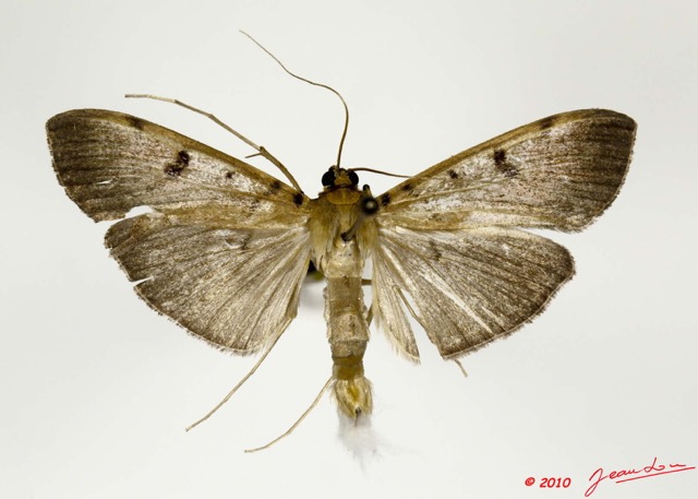 035 Heterocera 188a (FD) Crambidae Pyralinae m 10E5K2IMG_64242wtmk.jpg
