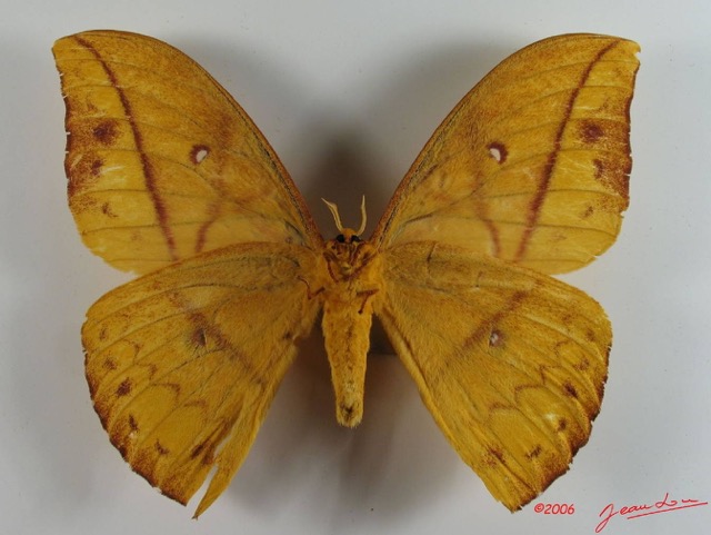 006 Heterocera (FV) Saturniidae Pseudantheraea imperator IMG_2321WTMK.JPG