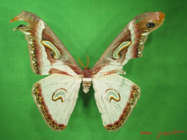 021 Heterocera (FD) Saturniidae Epiphora albida m IMG_3777WTMK.JPG