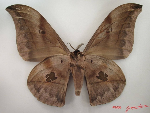 070 Heterocera (FV) Saturniidae Saturniidae Lobobunaea phaedusa m IMG_4704WTMK.JPG