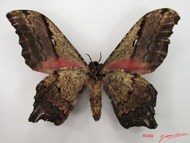 072 Heterocera (FV) Saturniidae Athletes ethra ogouensis m IMG_4883WTMK.JPG