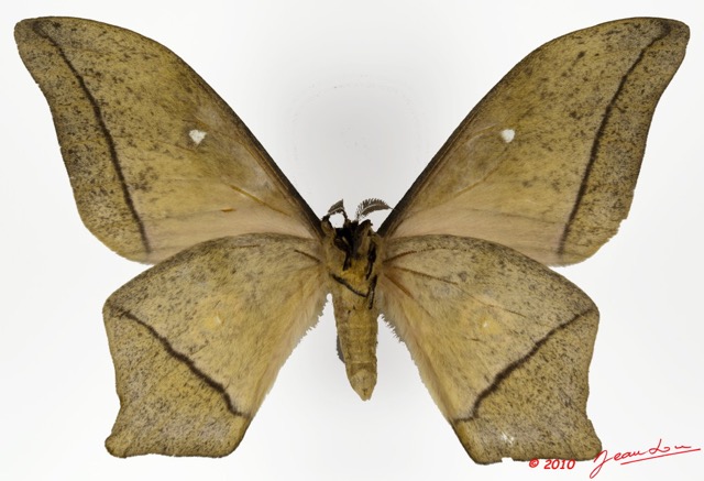 068 Heterocera 179c (FV) Saturniidae Imbrasia epimethea m 9E5K2IMG_57167wtmk.jpg