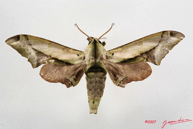 013 Heterocera (FD) Sphingidae 7IMG_5068WTMK.JPG