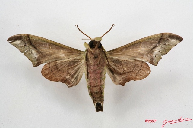 014 Heterocera (FV) Sphingidae 7IMG_5073WTMK.JPG