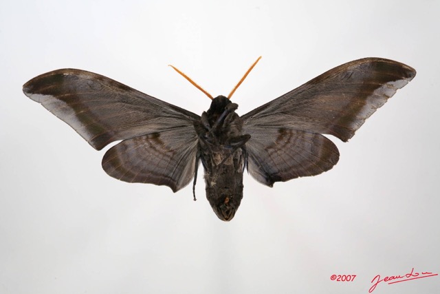 040 Heterocera (FV) Sphingidae 7IMG_7433WTMK.JPG