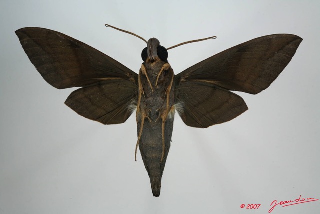 056 Heterocera (FV) Sphingidae 7EIMG_0269WTMK.JPG