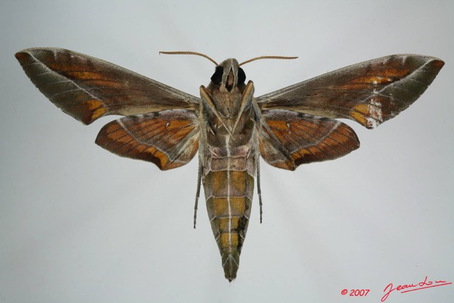 062 Heterocera (FV) Sphingidae Daphnis nerii 7EIMG_0274WTMK.JPG