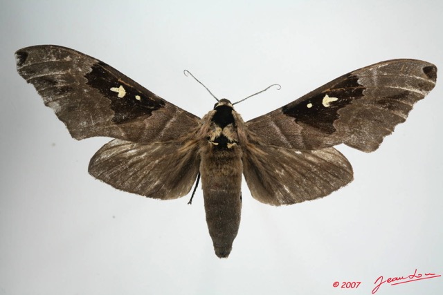 065 Heterocera (FD) Sphingidae Lophostethus dumolinii 7EIMG_1238WTMK.JPG