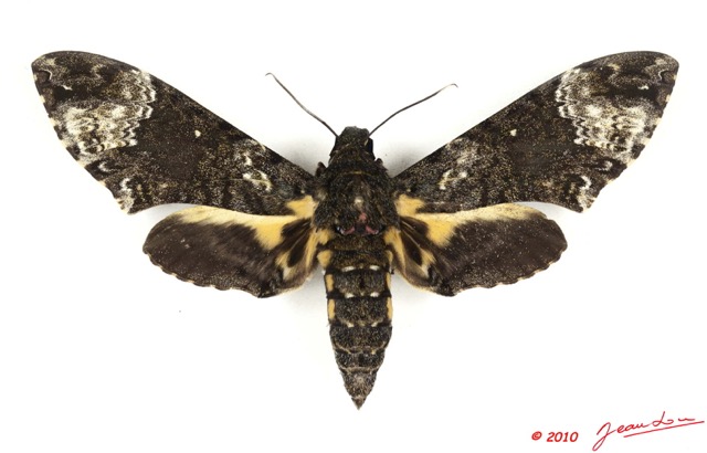 0009 Heterocera 192b (FD) Sphingidae Coelonia fulvinotata 10E5K2IMG_64311wtmk.jpg