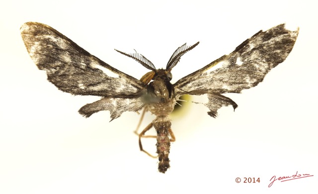 007 Heterocera 206b (FD) Thyretidae 14E5K3IMG_96957wtmk.jpg