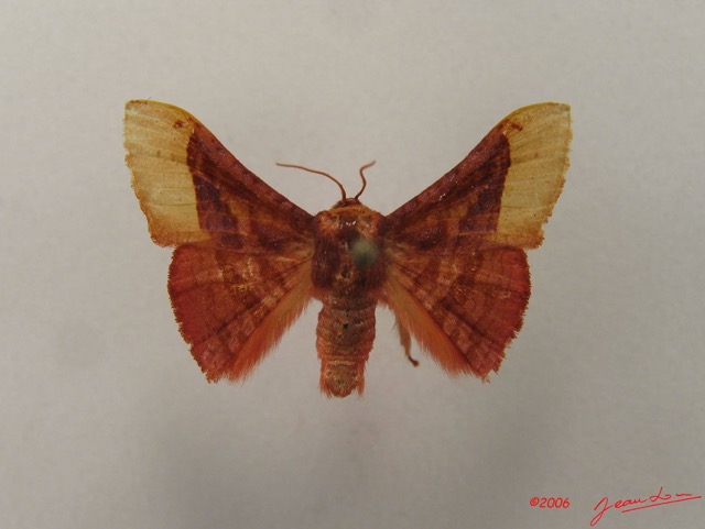 001 Heterocera (FD) Thyrididae m IMG_4965WTMK.JPG