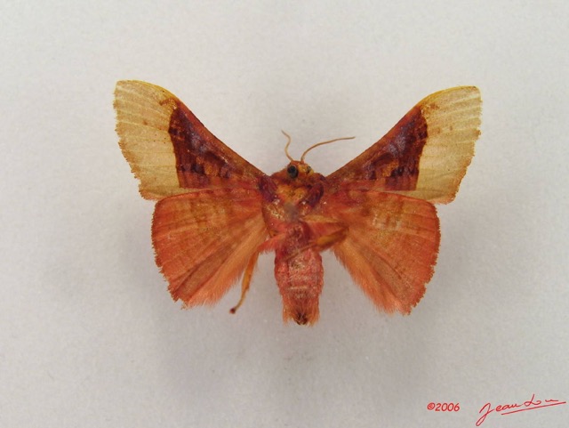 002 Heterocera (FV) Thyrididae m IMG_4967WTMK.JPG