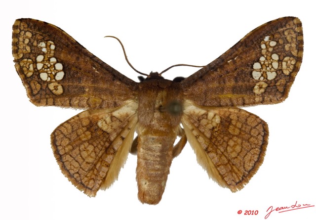 009 Heterocera 174d (FD) Thyrididae 9E5K2IMG_57088wtmk.jpg